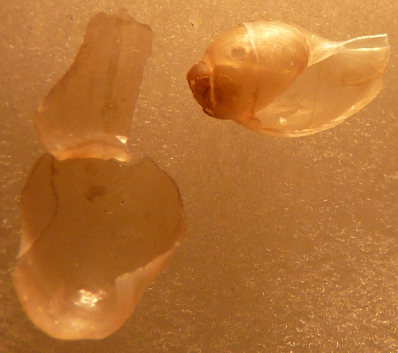 Haminoeidae Haminoea fusari ?